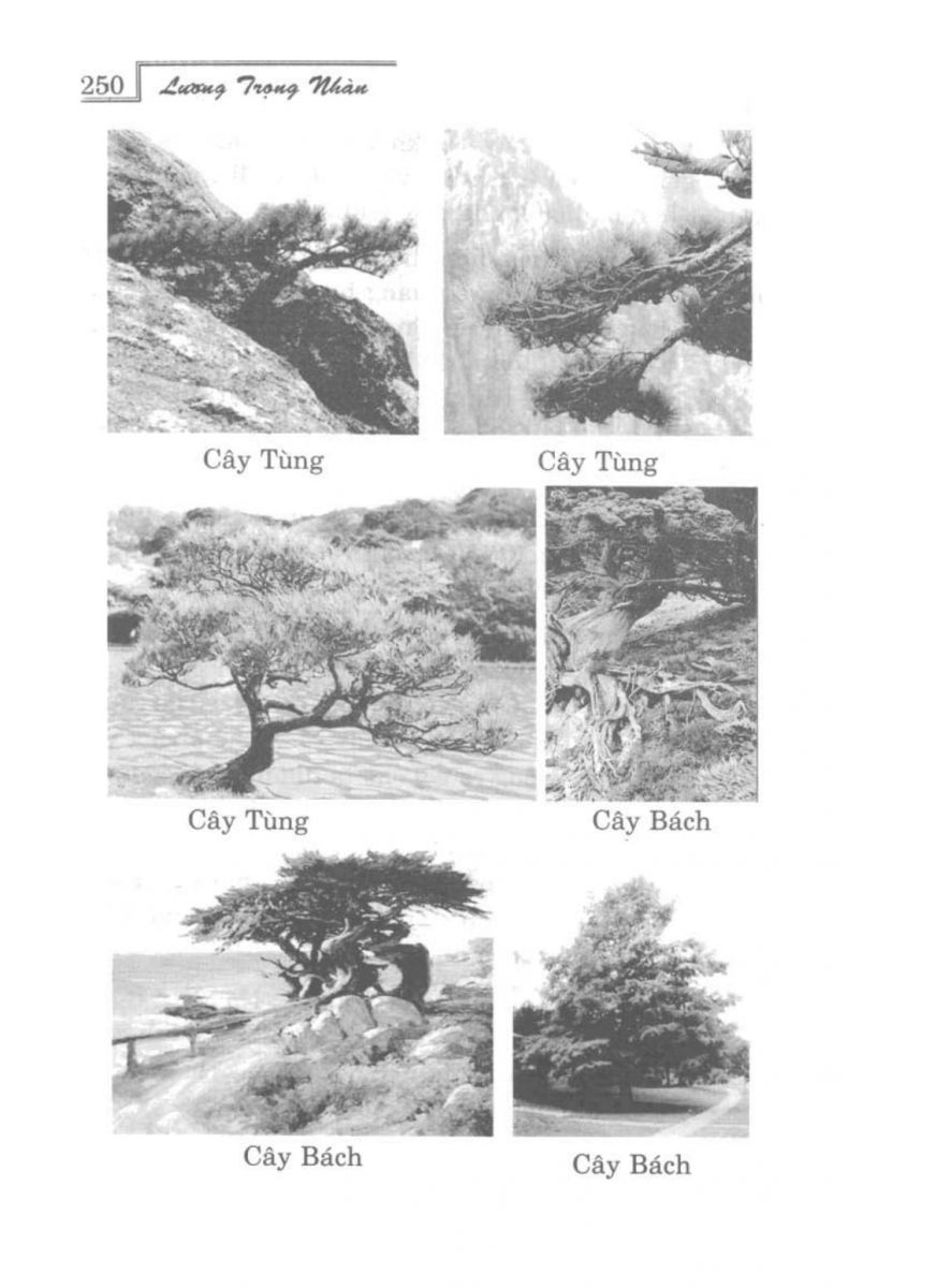 Phong Thủy Vườn Cảnh - 282