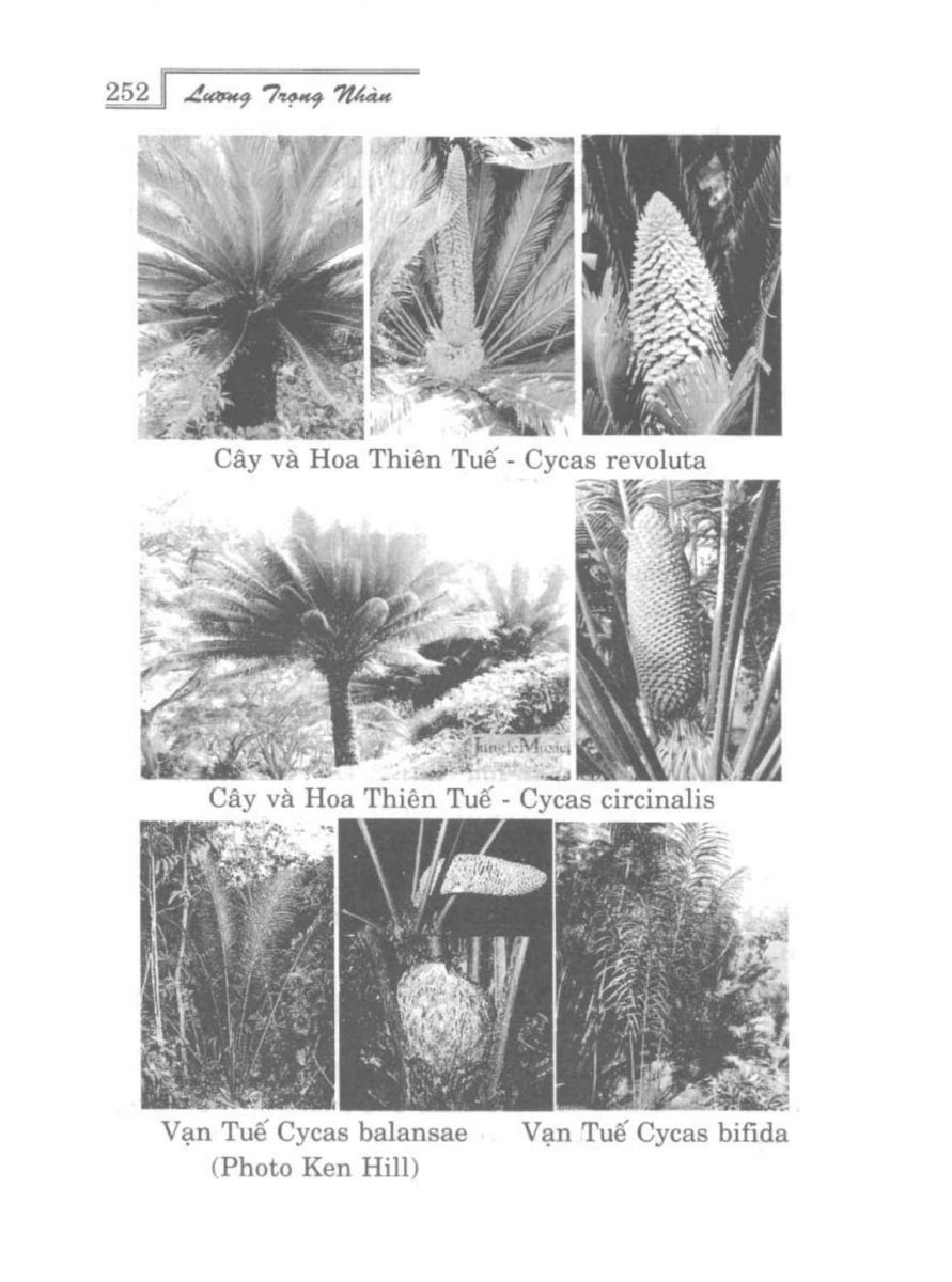 Phong Thủy Vườn Cảnh - 284