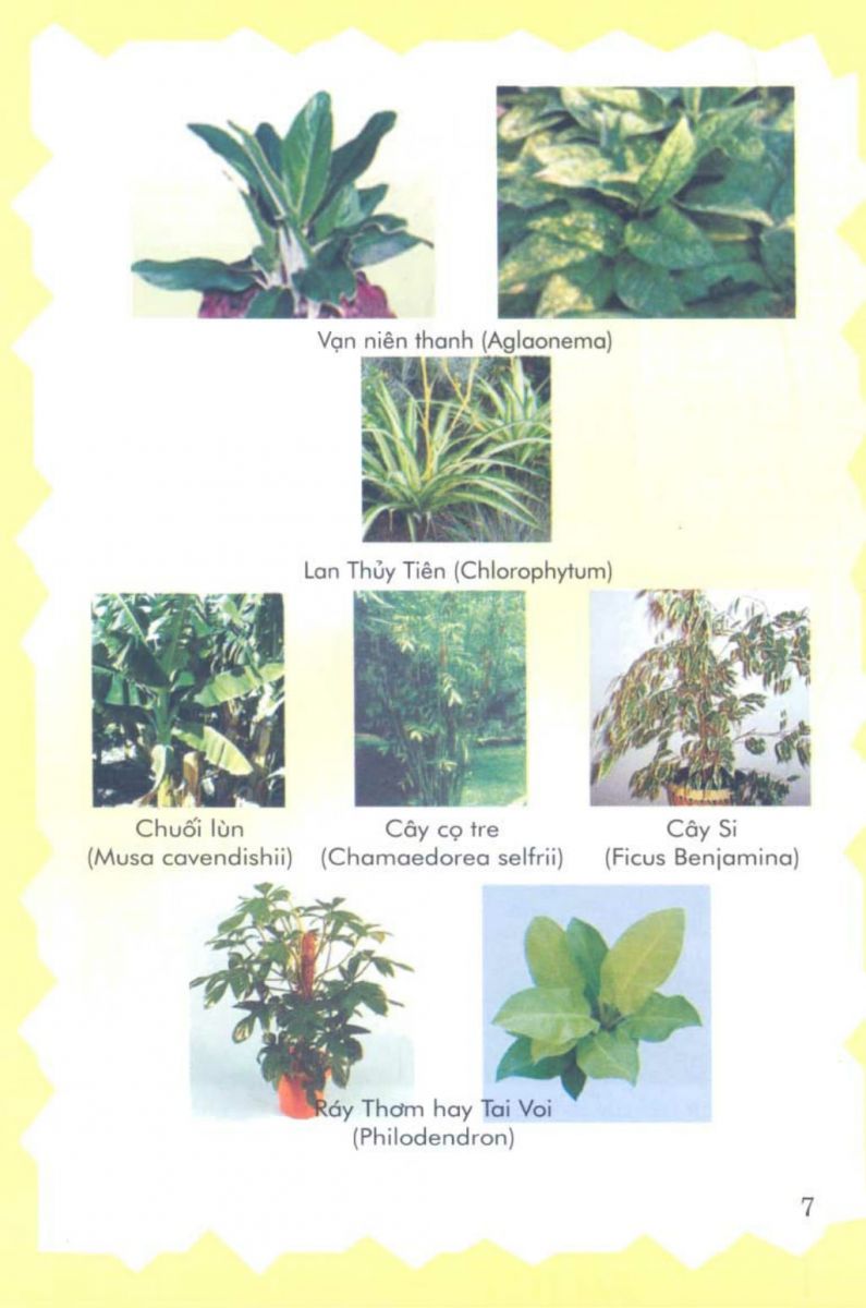 Phong Thủy Vườn Cảnh - 70