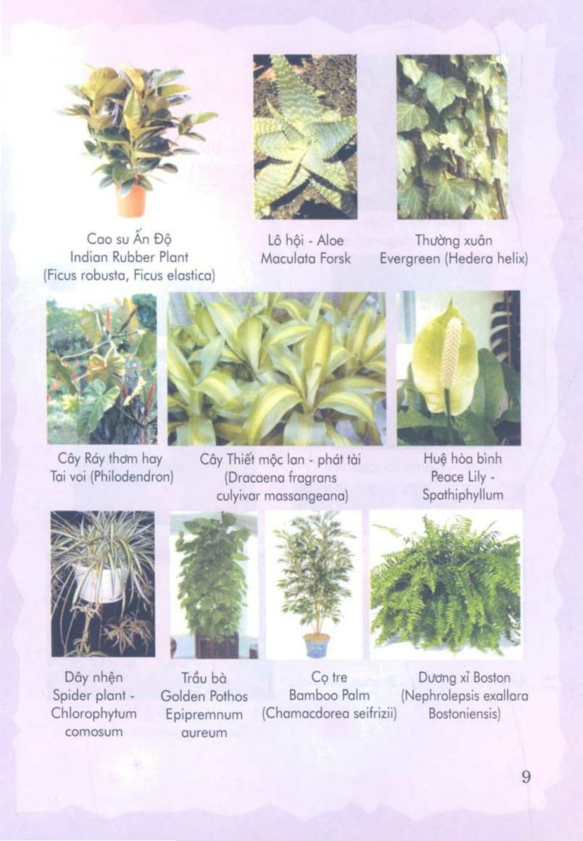 Phong Thủy Vườn Cảnh - 72