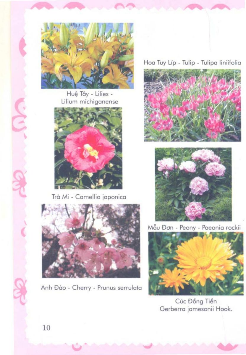 Phong Thủy Vườn Cảnh - 73