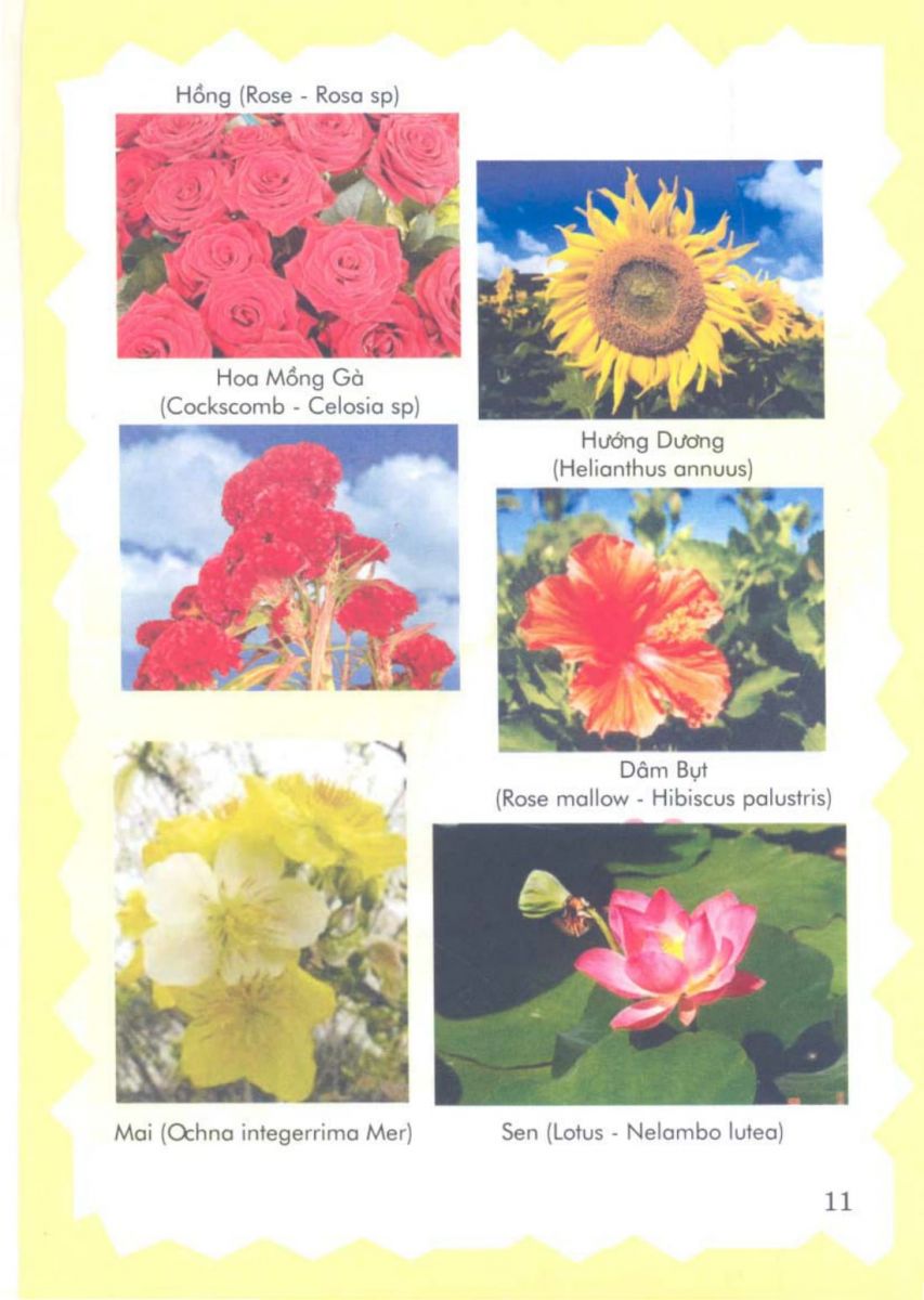 Phong Thủy Vườn Cảnh - 74