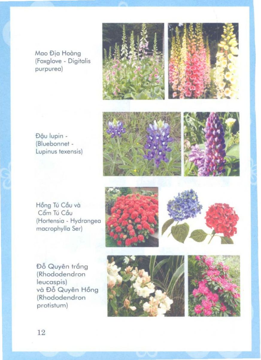 Phong Thủy Vườn Cảnh - 75