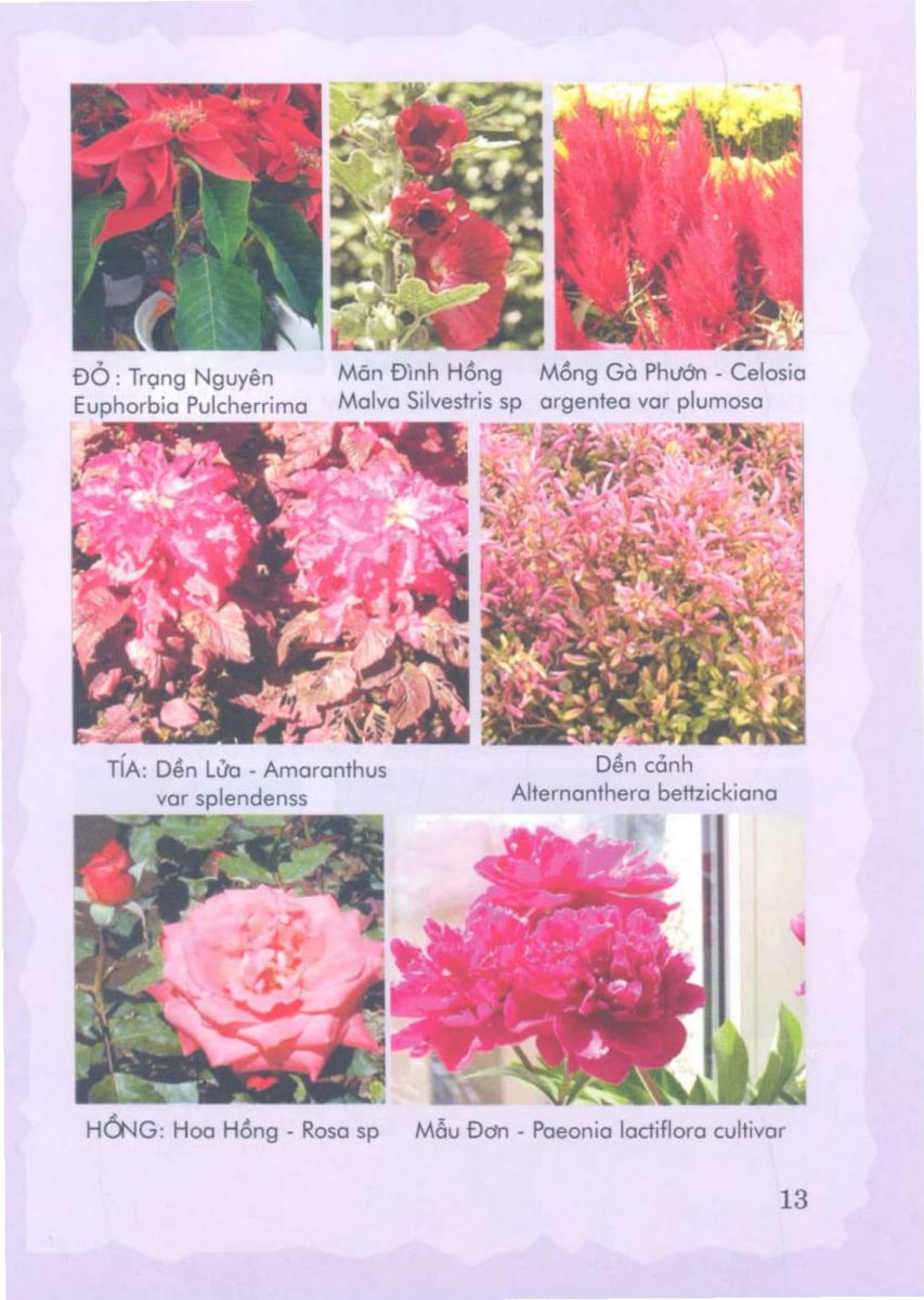 Phong Thủy Vườn Cảnh - 76