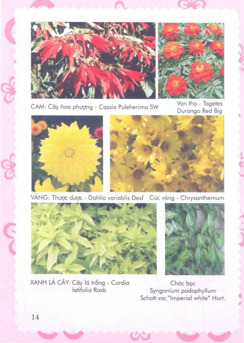 Phong Thủy Vườn Cảnh - 77