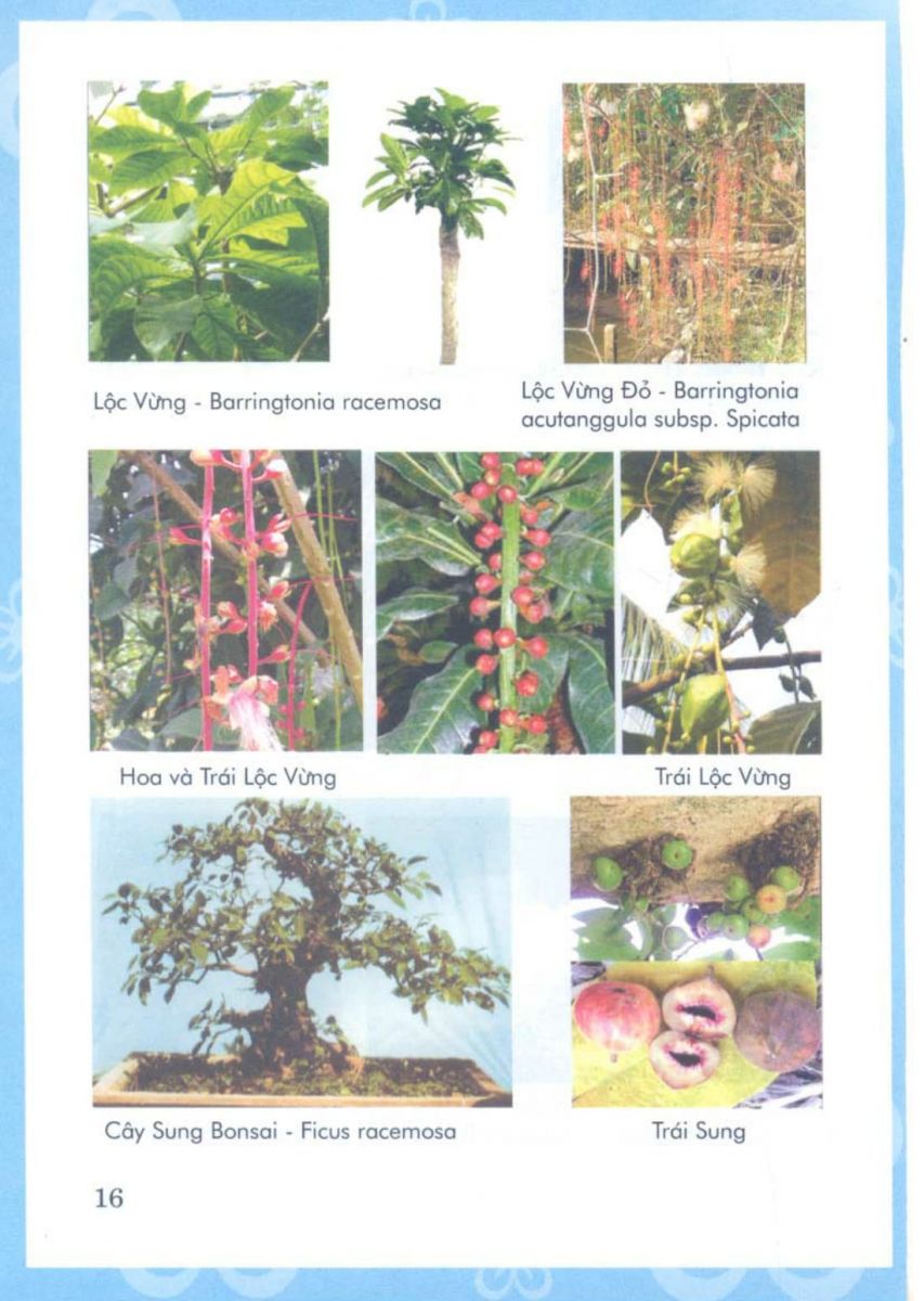 Phong Thủy Vườn Cảnh - 79