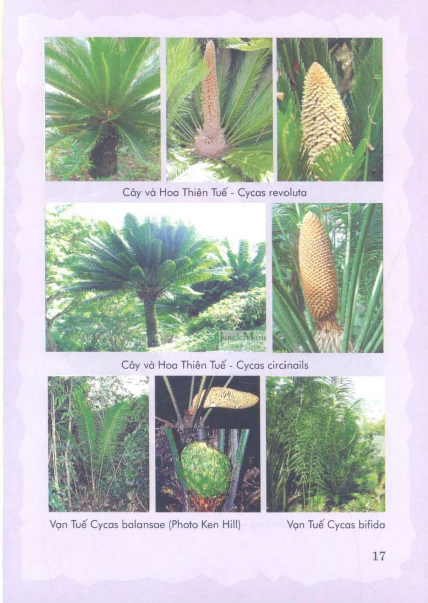 Phong Thủy Vườn Cảnh - 80