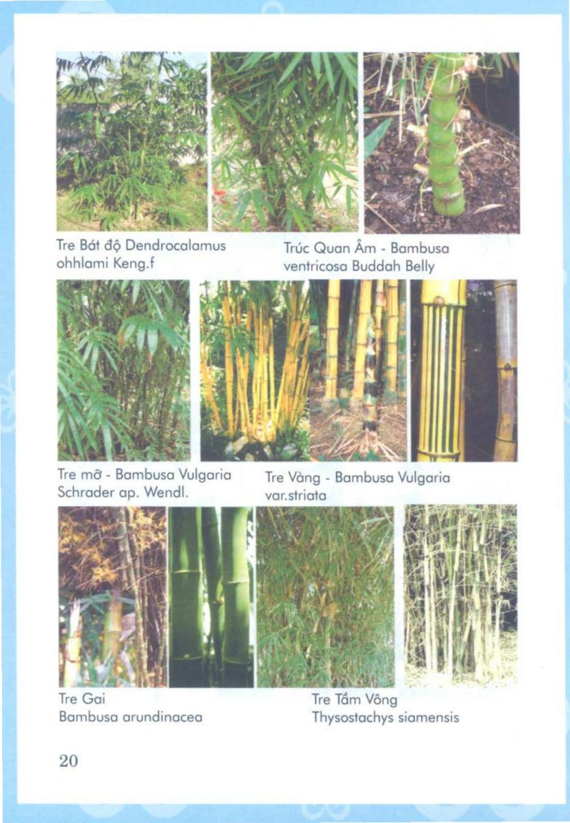 Phong Thủy Vườn Cảnh - 83