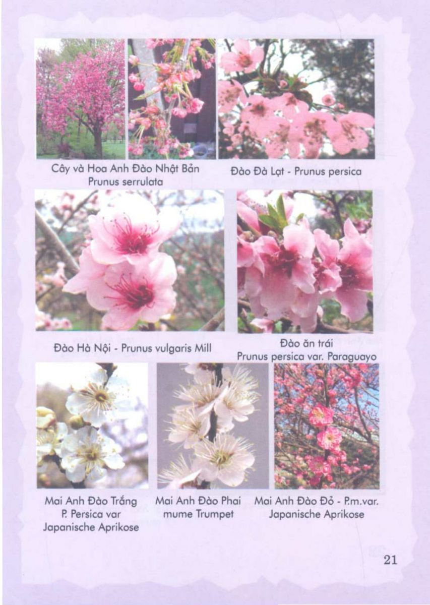 Phong Thủy Vườn Cảnh - 84