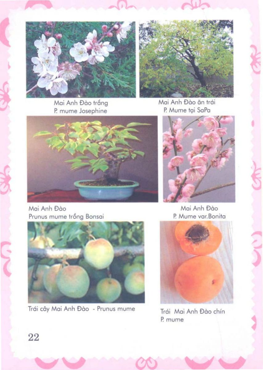 Phong Thủy Vườn Cảnh - 85