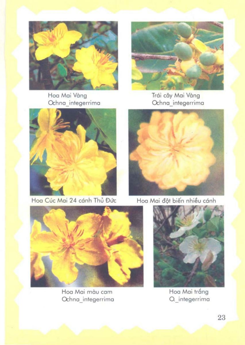 Phong Thủy Vườn Cảnh - 86