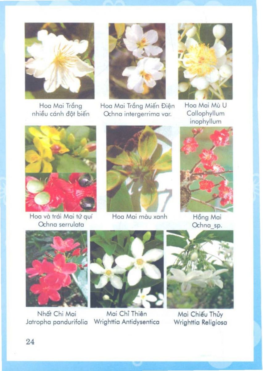 Phong Thủy Vườn Cảnh - 87