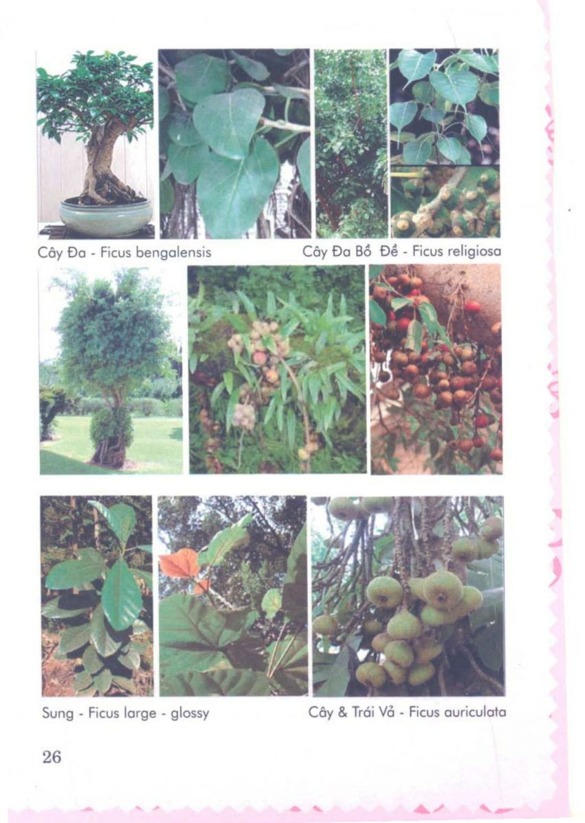 Phong Thủy Vườn Cảnh - 89