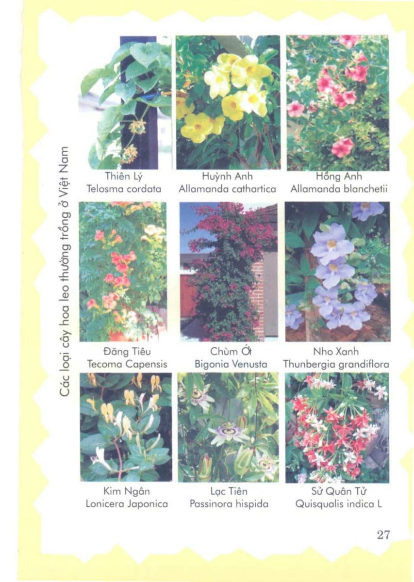 Phong Thủy Vườn Cảnh - 90