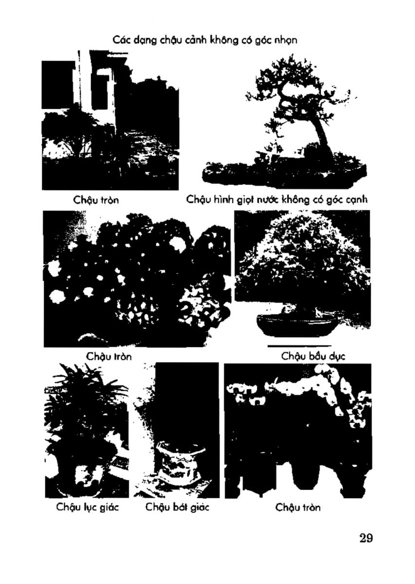 Phong Thủy Vườn Cảnh - 92