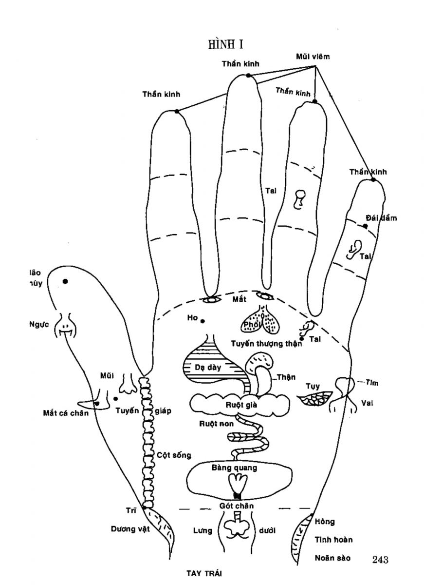 Tiếng Nói Của Bàn Tay - 238