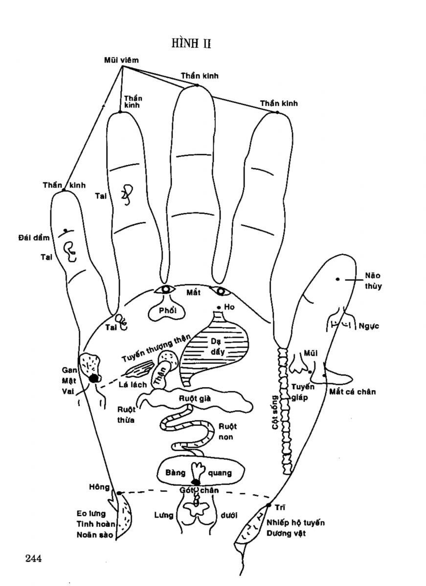 Tiếng Nói Của Bàn Tay - 239